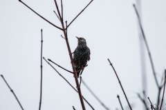 Bird-IMG_2674