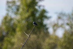 IMG_1809