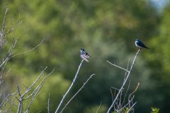 IMG_1812