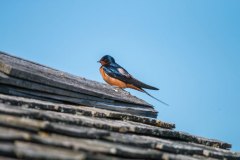 IMG_1821