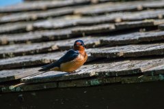 IMG_1830
