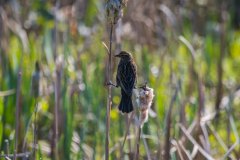 IMG_1831