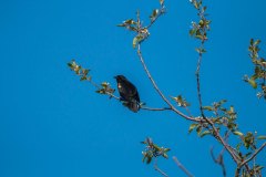 IMG_1847