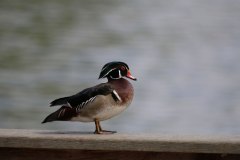 IMG_2883-Wood-Duck