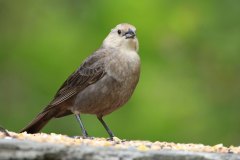 IMG_3094-Brown-headed-Cowbird-