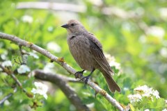 IMG_3115-Brown-headed-Cowbird